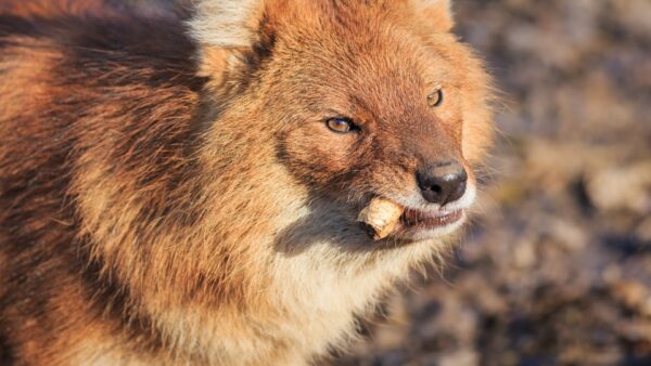 Tout savoir sur le mystere du loup rouge