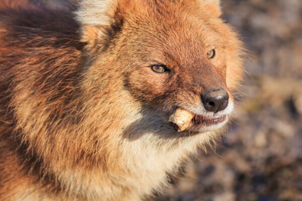 Tout savoir sur le mystere du loup rouge